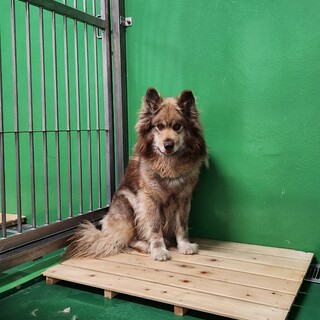 処分対象  飼い主持ち込み  ふわふわワンコ