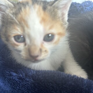 子猫の里親を探しております