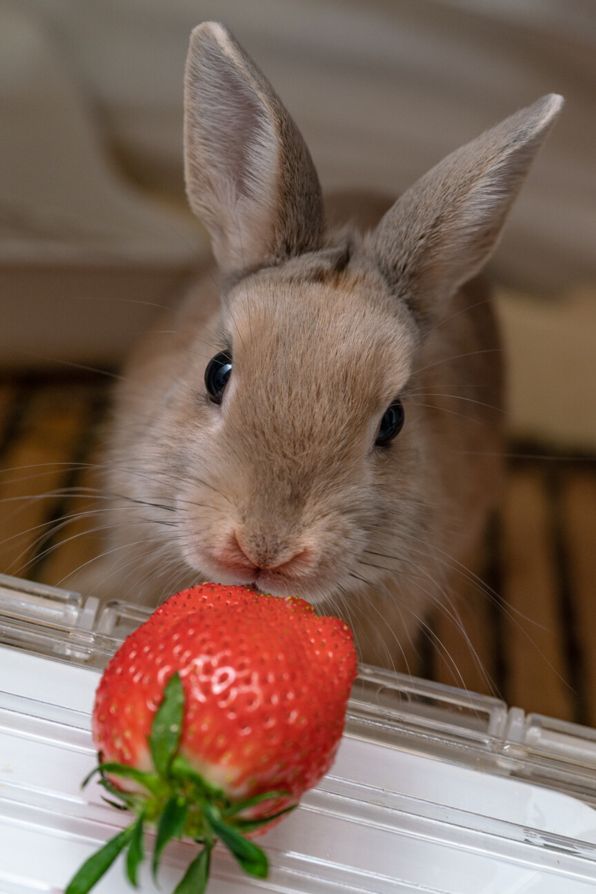 フォーンカラーのイケメンうさぎ君 サムネイル2