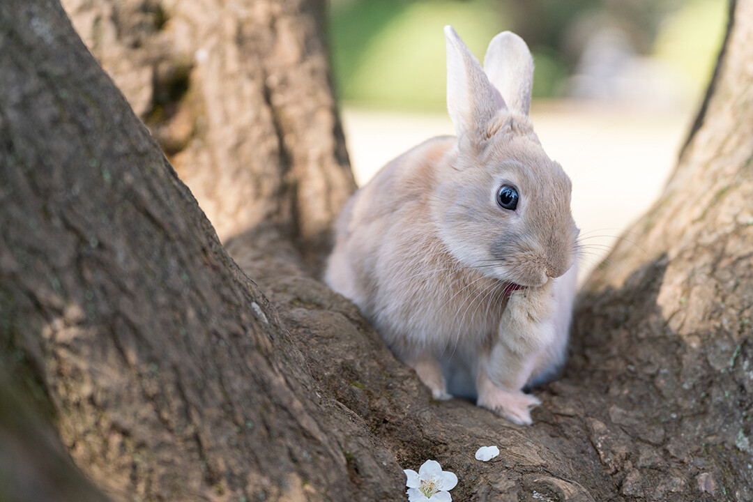 フォーンカラーのイケメンうさぎ君 サムネイル3