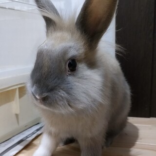 3ヶ月くらいの足元が白い子ウサギです。