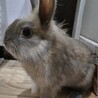 3ヶ月くらいの足元が白い子ウサギです。 サムネイル2