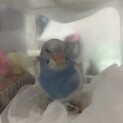 ブルーセキセイインコ