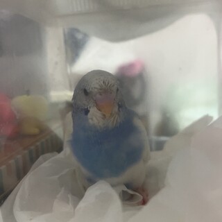 ブルーセキセイインコ