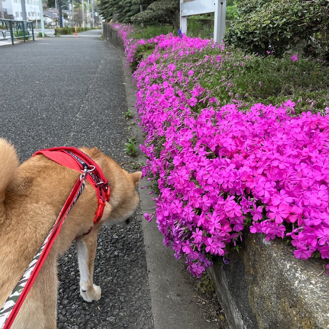 さやか&ろみのカバー写真
