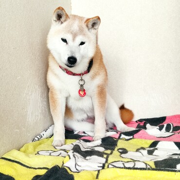 Jアラートヾ⁠(⁠*⁠’⁠Ｏ⁠’⁠*⁠)⁠/(⁠⑉⁠⊙⁠ȏ⁠⊙⁠)ベルクさん！うにちゃん！地下室有る？？