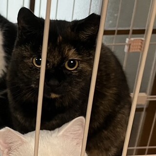 ［急募］賢い美人猫［保護猫］