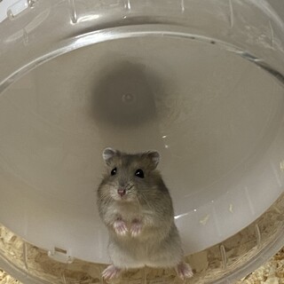 ハムスター里親募集中
