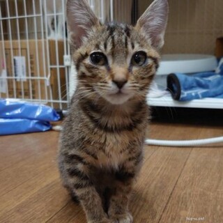 甘えん坊　まもるくん