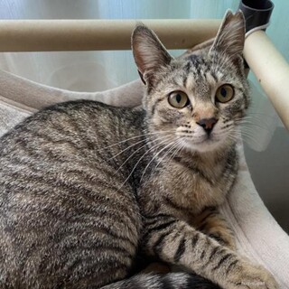 人間大好きな　きっしーちゃん