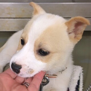 【相談中】かわいい子犬　あつたくん　1ヶ月
