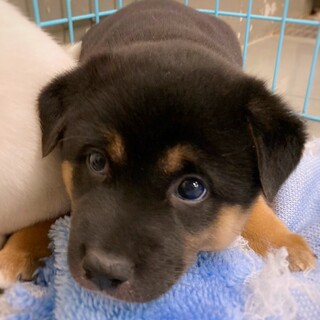 【相談中】保健所生まれの子犬　ライトくん　1ヶ月