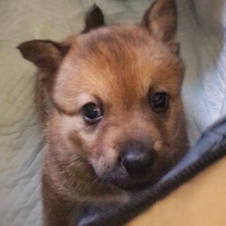 人懐っこい子犬　ハルオくん　1ヶ月