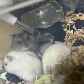 ジャンガリアンハムスター里親募集中