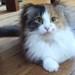 ブリーダー遺棄？長毛折れ耳三毛【譲渡会参加】