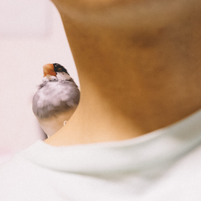 さとのこのカバー写真