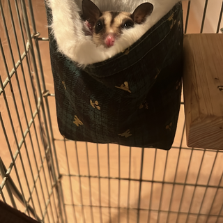 フクロモモンガ