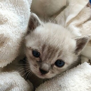 ※交渉中・あおいちゃん、姉妹で一緒希望です