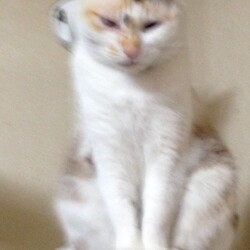 「家のにゃんことわんこお母さん」サムネイル2