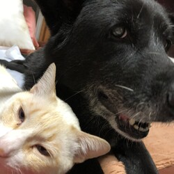 「家のにゃんことわんこお母さん」サムネイル3