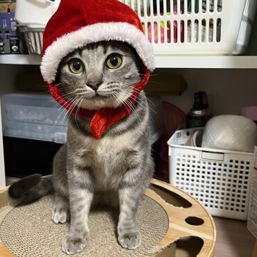 クリスマス