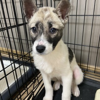 性格抜群姫ちゃんの家族を探してます。