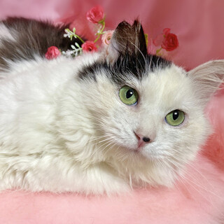 ７月９日不参加　ふわふわ長毛『わたげ』