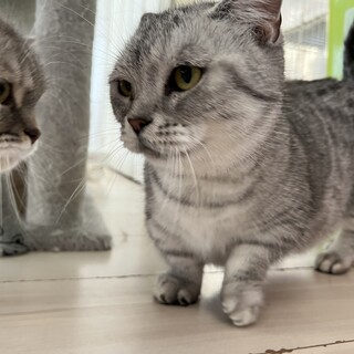 ★短足マンチカンの女の子★血統書付き★