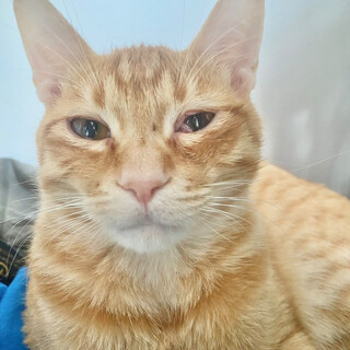 茶トラ⭐︎オス6ヶ月ぽてとクン⭐︎人馴れ○