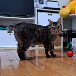 おしりポンポン好き♪