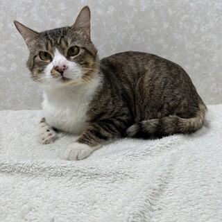 兄弟で譲渡会に参加できて幸せです‼️弟の右吉です