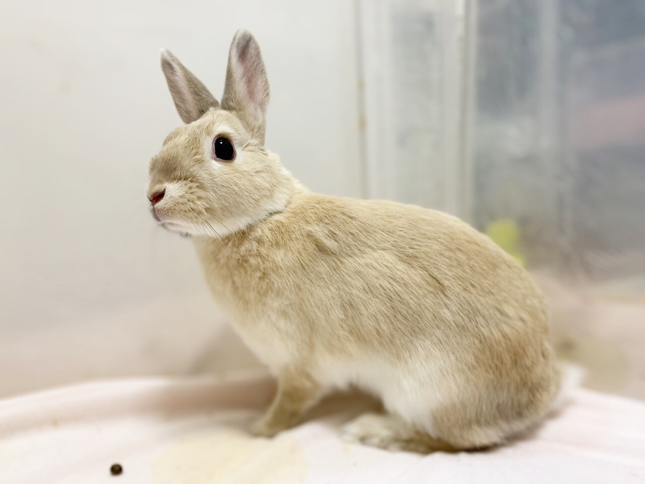 滋賀っこ いつはちゃん サムネイル2