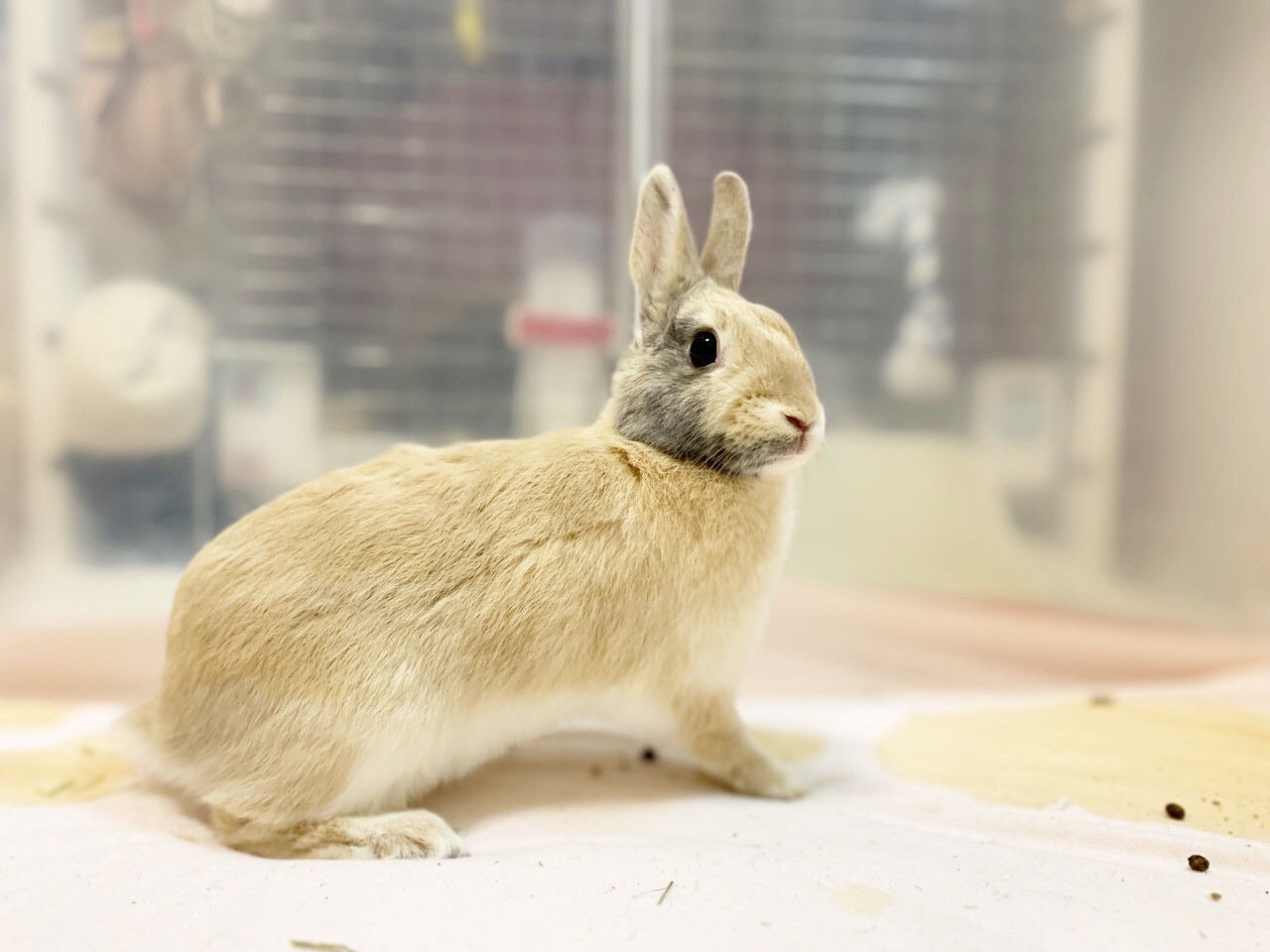 滋賀っこ いつはちゃん サムネイル3