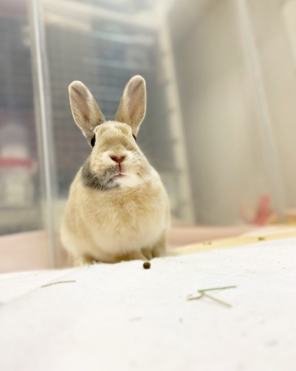 滋賀っこ いつはちゃん サムネイル4