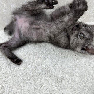 遊ぶ寝る食べる！日々の成長が楽しみな❤️スモーキー