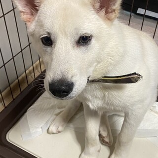 野犬 男の子 人もわんこも好きな子犬