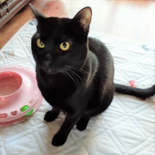 人懐こいお膝猫☆黒猫の男の子