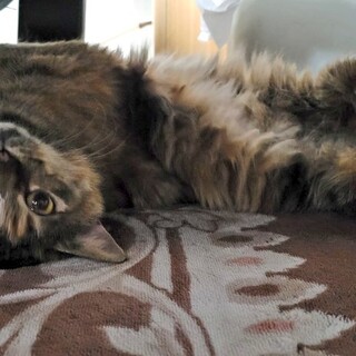 多頭崩壊より保護。家族待ってます。中毛さんです