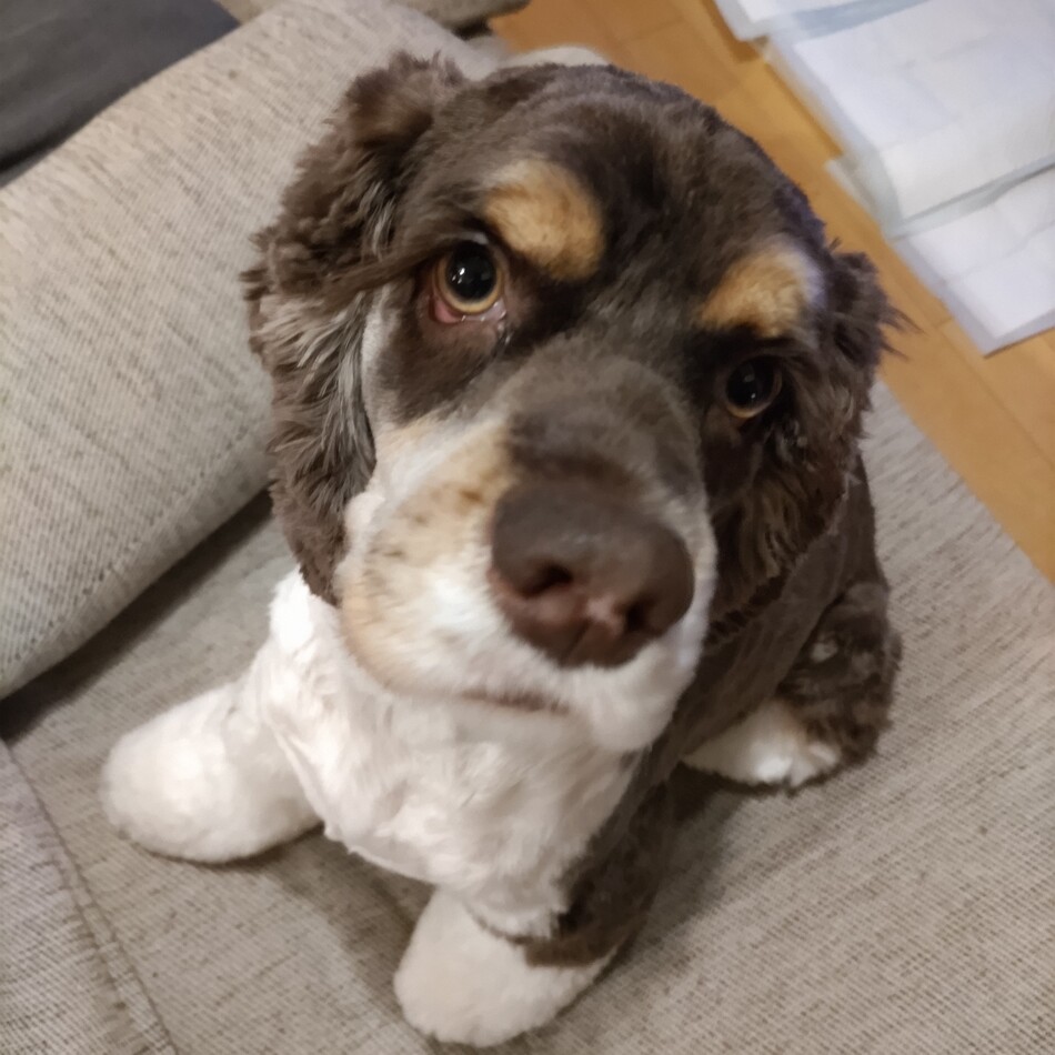 あおのカバー写真