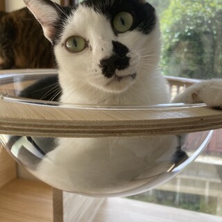 こまちちゃん♀白黒