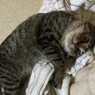 トライアル決定一時ストップ