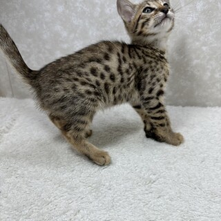 ベンガルMIX2カ月‼️毎日癒されて下さい❤アトム