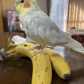 歌を歌うオカメインコ