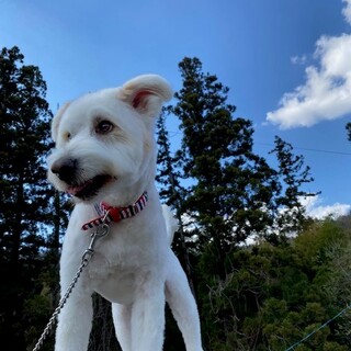 おすわりお手できる元気なシロクマ★