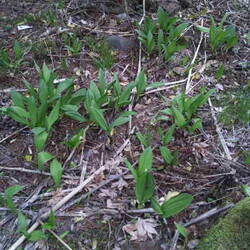 「騙し討ちとはよくも謀ってくれたわい！」サムネイル2