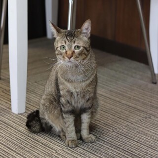 キジトラ さとる君　 里親様募集♡