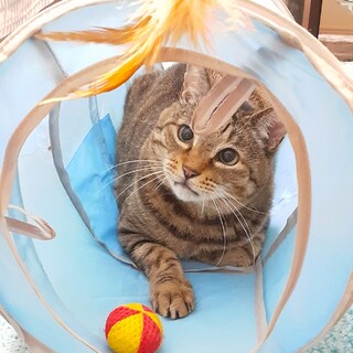 急募！家族にしてください！