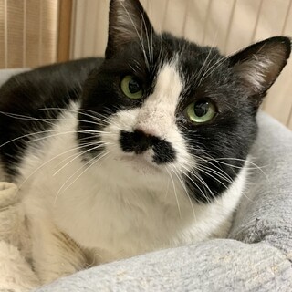 【里親決定】髭ダン爵の『ダンくん』！！