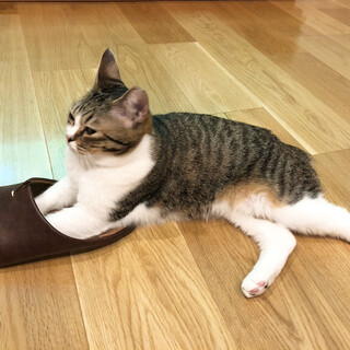 人間大好きなおっとり猫