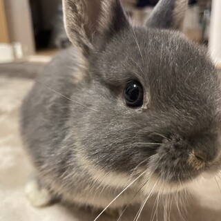 3ヶ月の小さなネザーランドドワーフの男の子